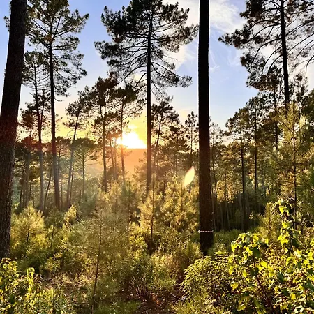 Gesillas * Arenas de San Pedro