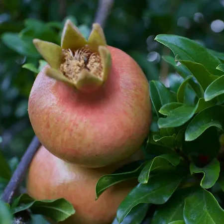 Hétvégi ház Gesillas