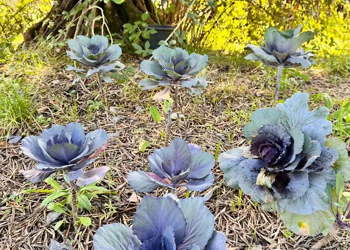 Gesillas * Arenas de San Pedro