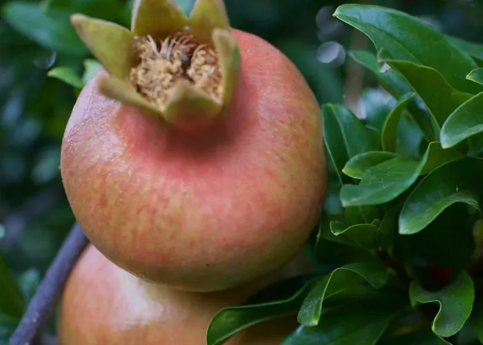 Séjour à la campagne Gesillas